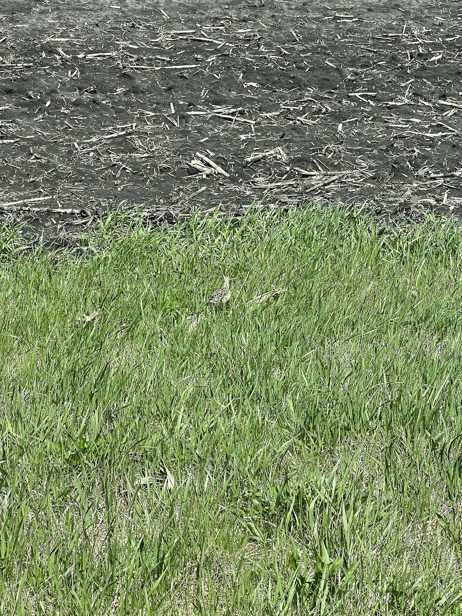 Upland Sandpiper - Anonymous