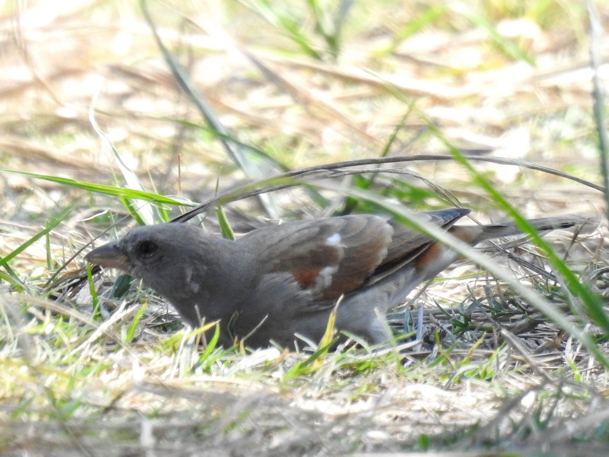 Southern Gray-headed Sparrow - ML618279763