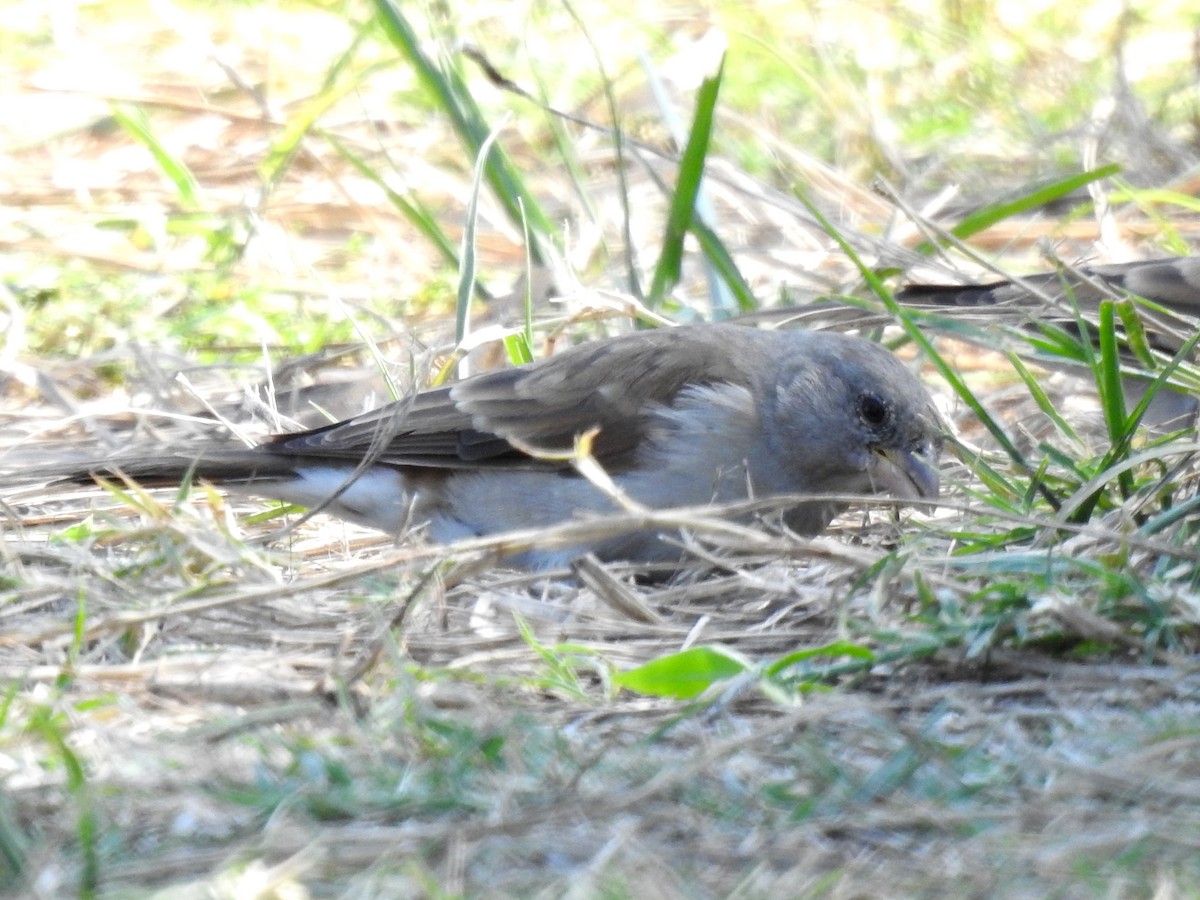 Southern Gray-headed Sparrow - ML618279781