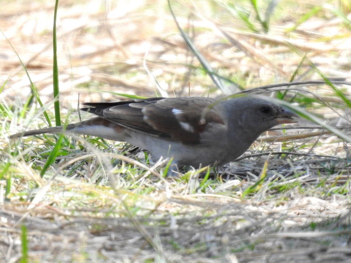 Southern Gray-headed Sparrow - ML618279782