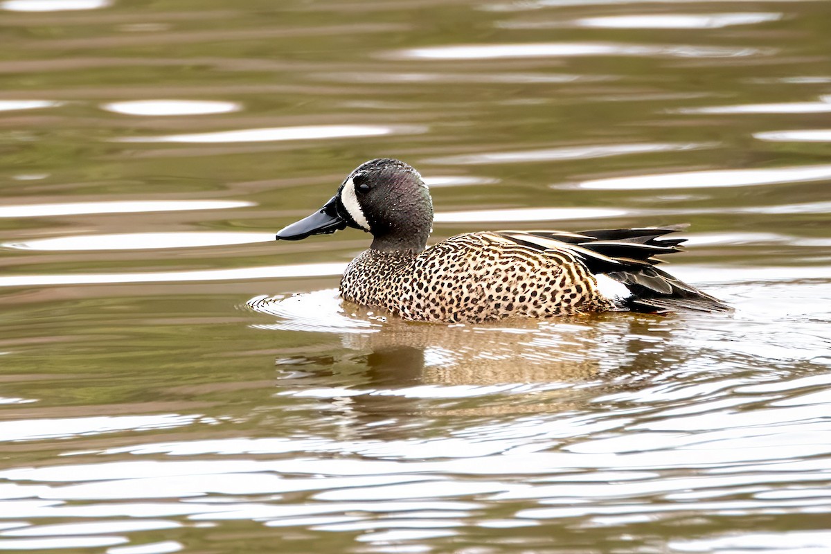 Blue-winged Teal - ML618279821