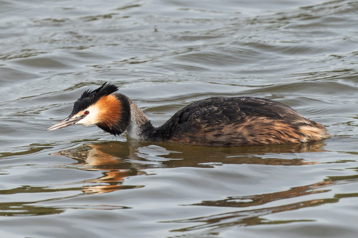 Great Crested Grebe - ML618279860