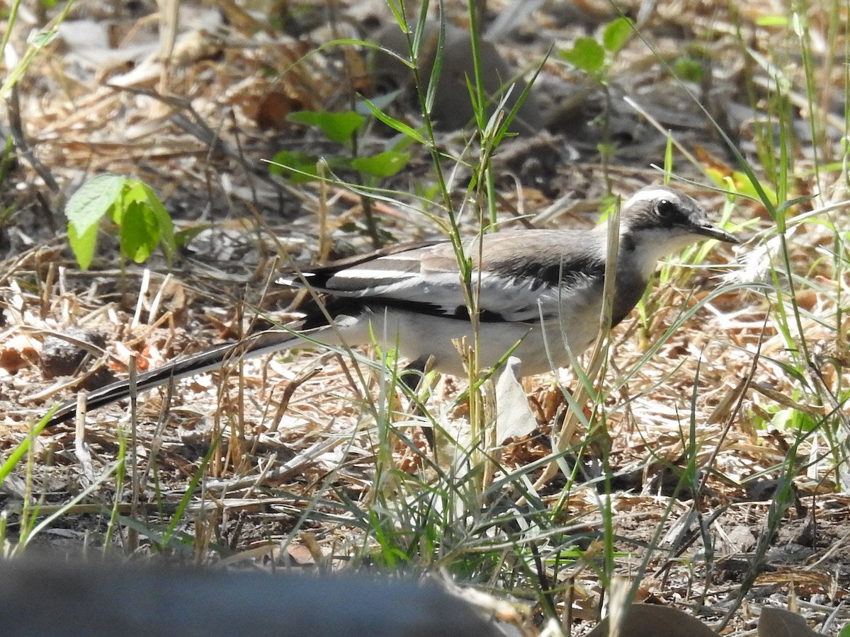 African Pied Wagtail - ML618279861