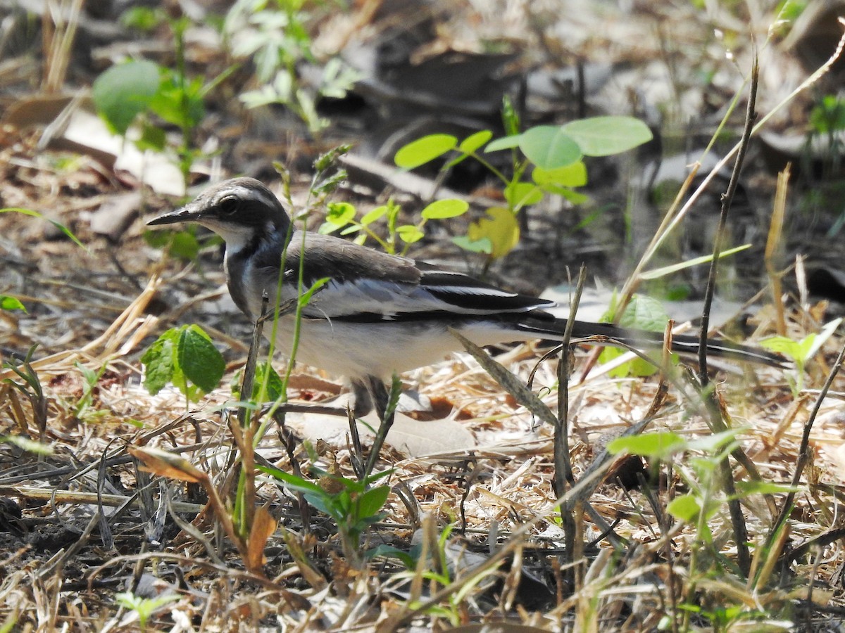 African Pied Wagtail - ML618279862