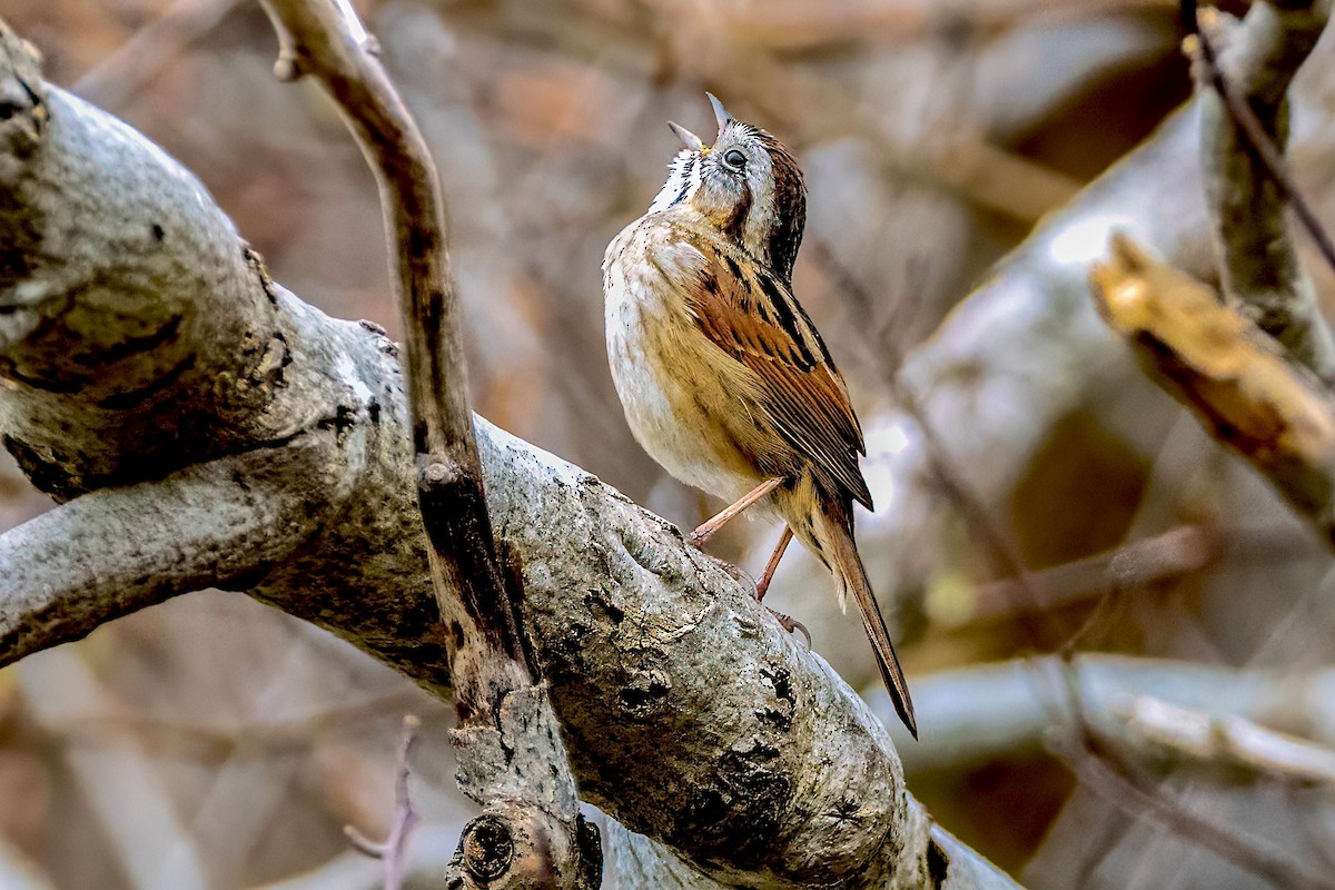 Swamp Sparrow - ML618279876