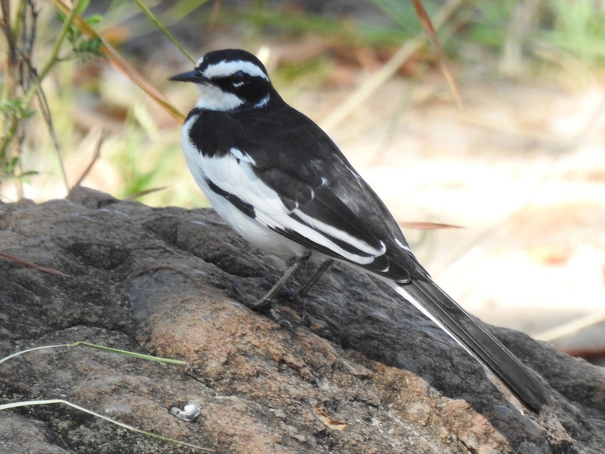 African Pied Wagtail - ML618279900