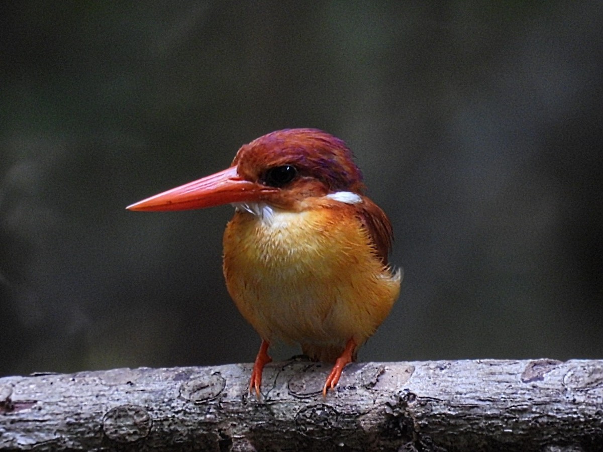 Rufous-backed Dwarf-Kingfisher - ML618279979