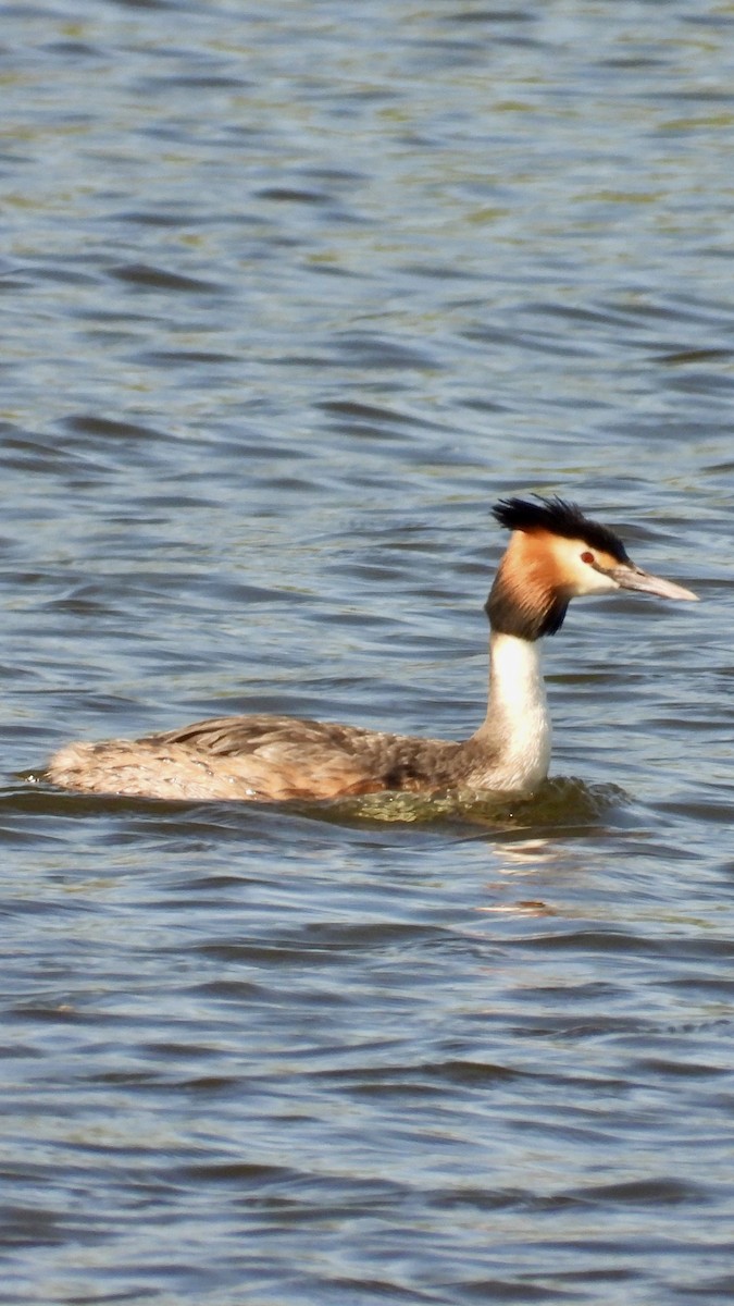 Great Crested Grebe - Aynur Tosun