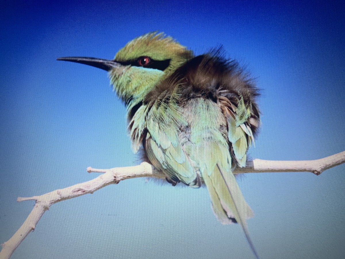 African Green Bee-eater - ML618280069