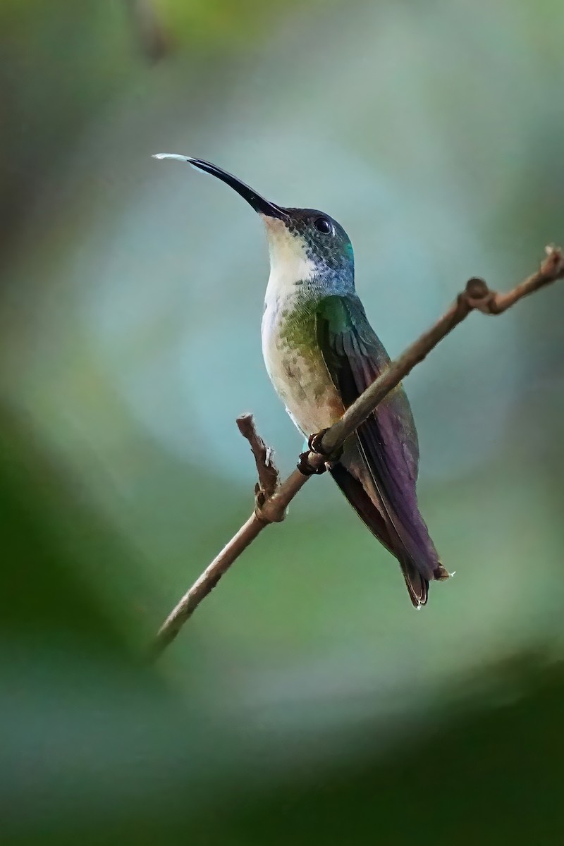 kolibřík běloprsý - ML618280134