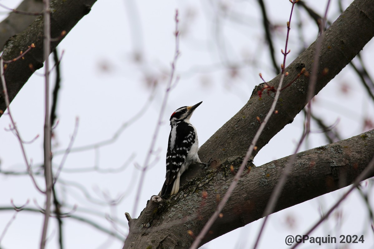 Hairy Woodpecker - Guy Paquin