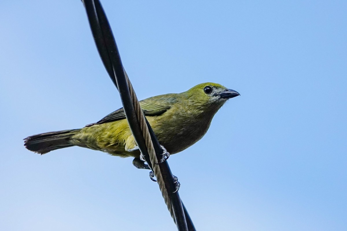 Palm Tanager - ML618280167