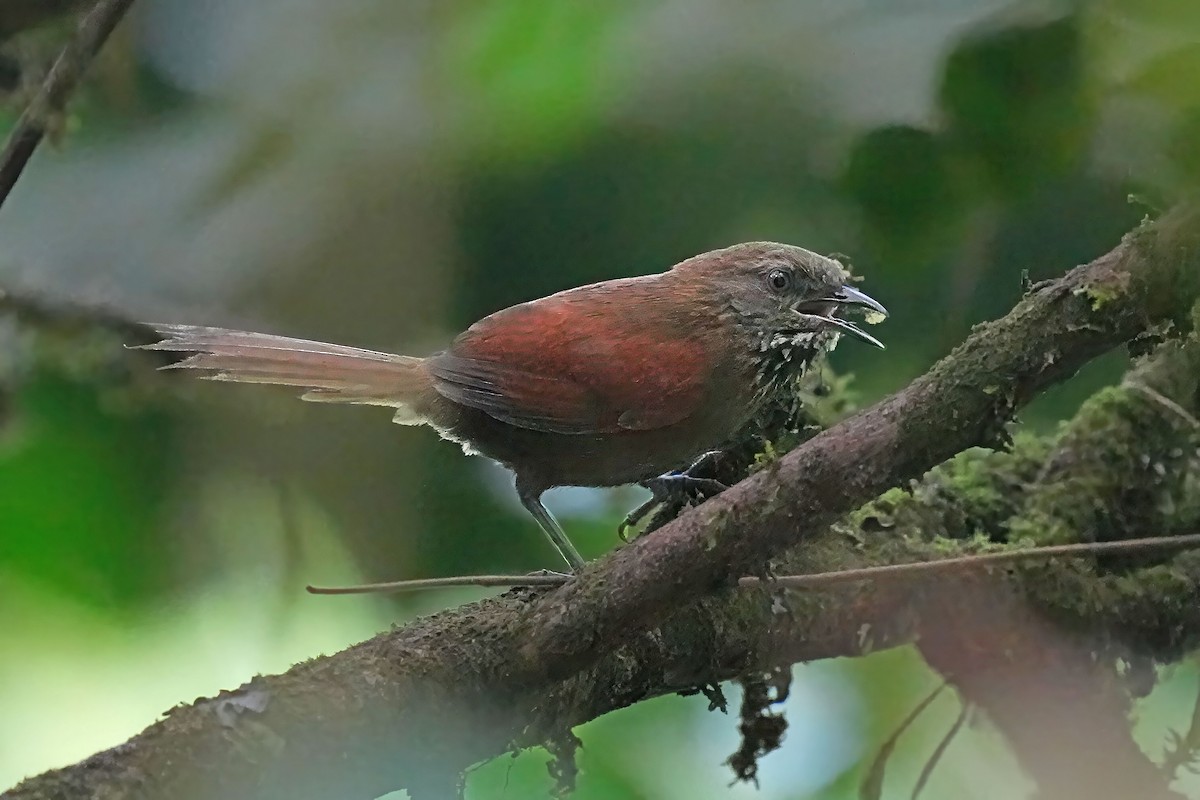 Stripe-breasted Spinetail - ML618280193