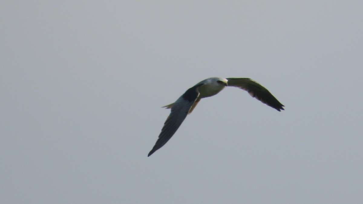 White-tailed Kite - Lorna Thomas