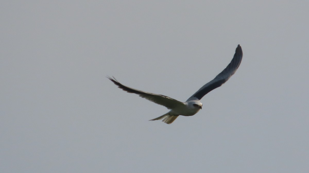 White-tailed Kite - ML618280197