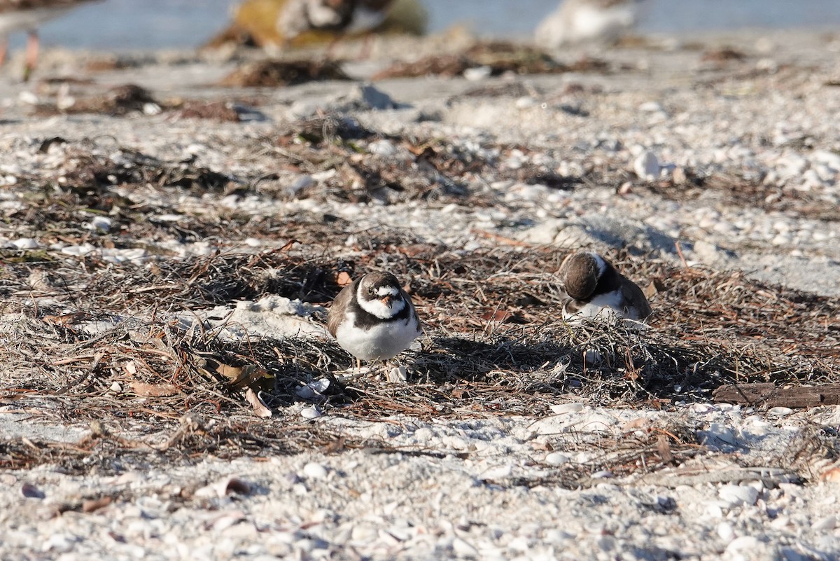 Semipalmated Plover - ML618280205