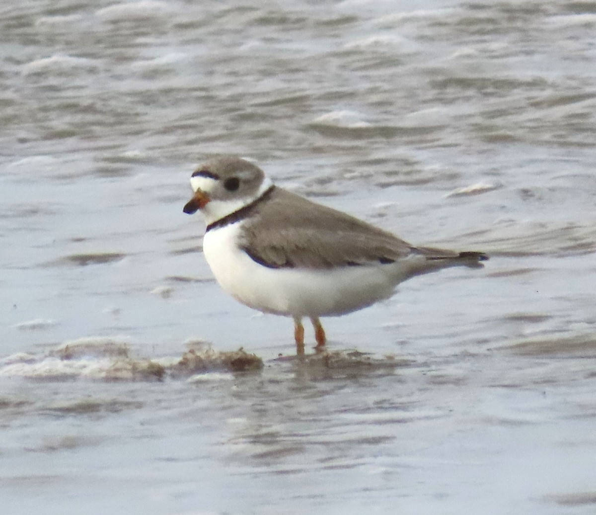 Piping Plover - ML618280212