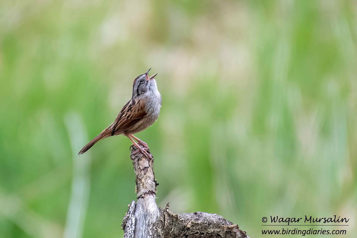 Swamp Sparrow - ML618280215