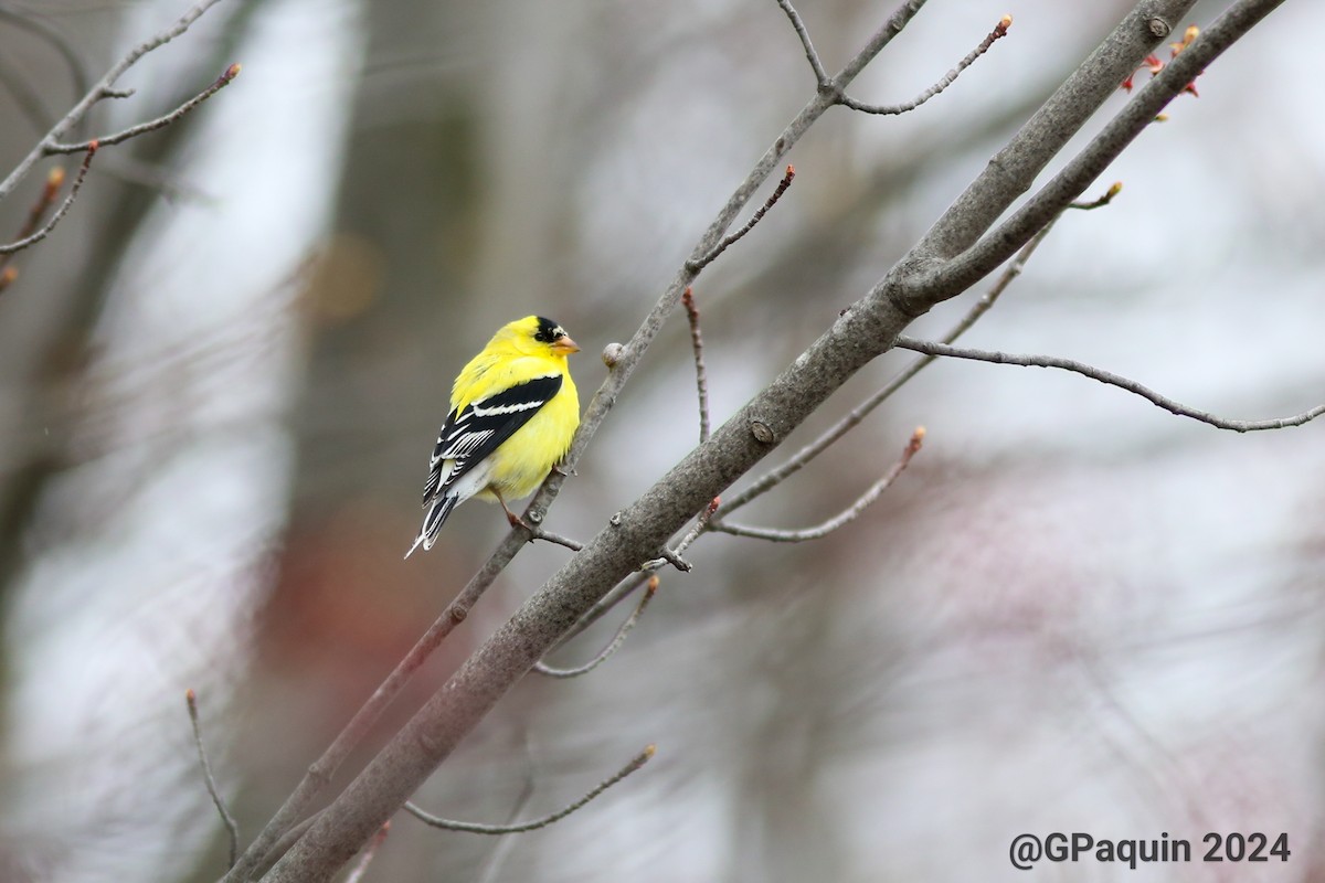 American Goldfinch - Guy Paquin