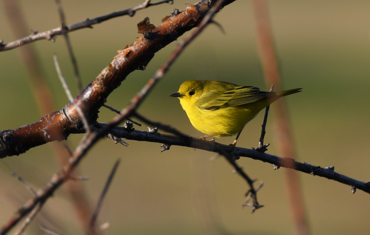 Yellow Warbler (Northern) - Colin Maguire