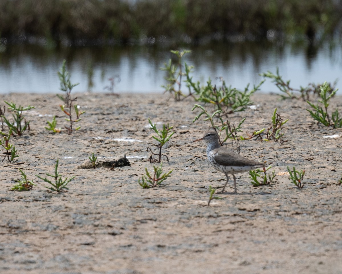Spotted Sandpiper - Angie W