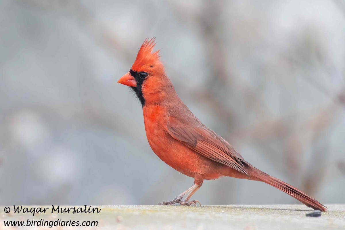 Northern Cardinal - Waqar Mursalin