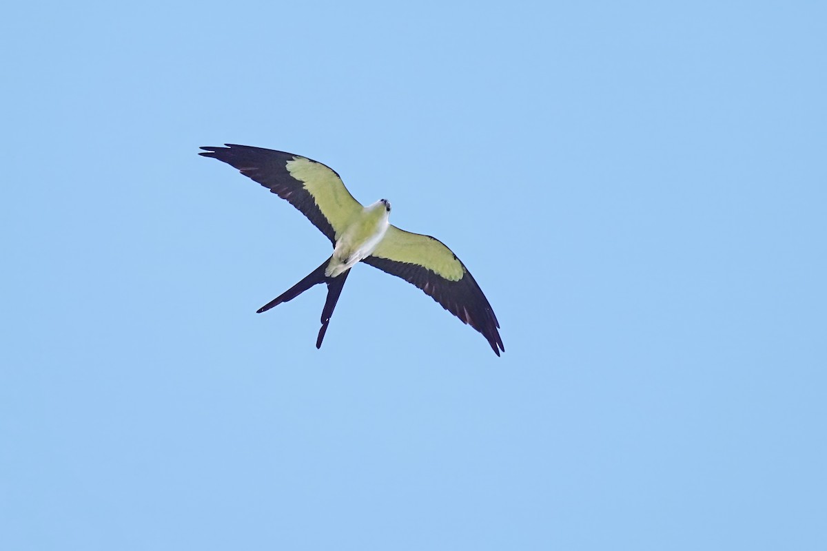 Swallow-tailed Kite - Alan Lenk