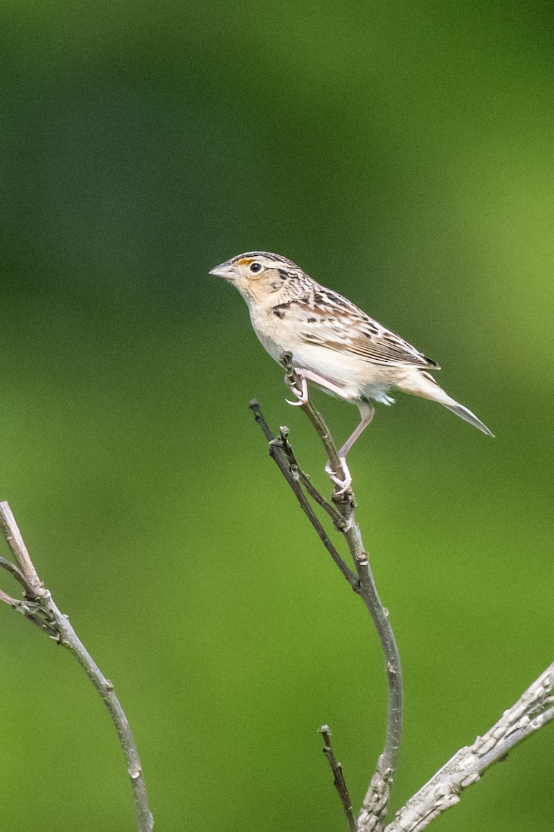 Grasshopper Sparrow - ML618280338