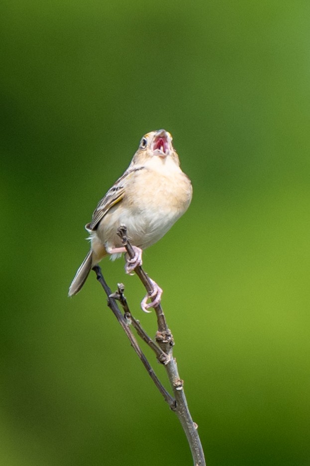Grasshopper Sparrow - ML618280348