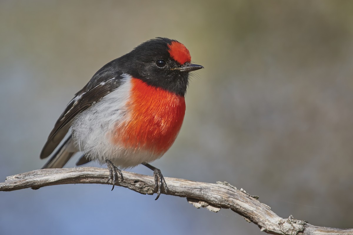 Red-capped Robin - Bill O’Brien