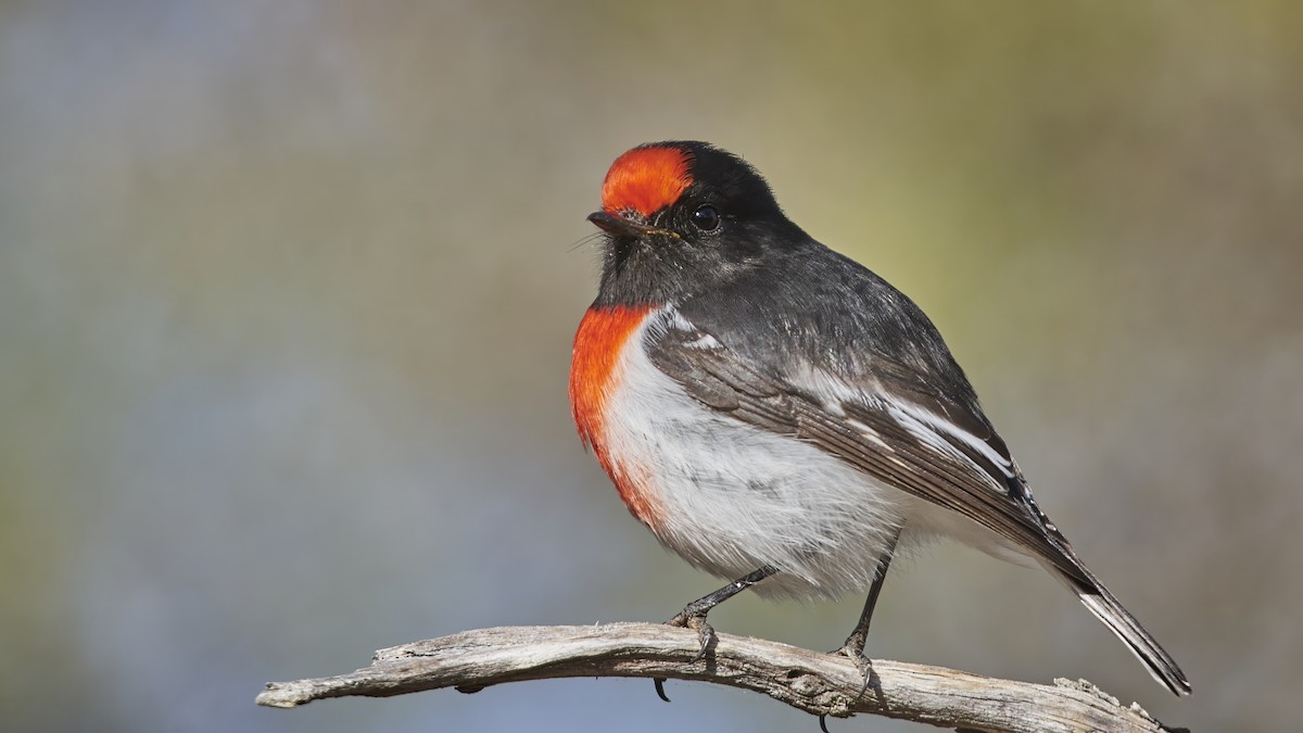 Red-capped Robin - ML618280357