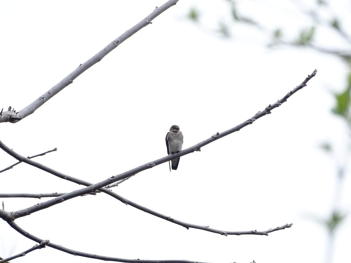 Northern Rough-winged Swallow - ML618280374