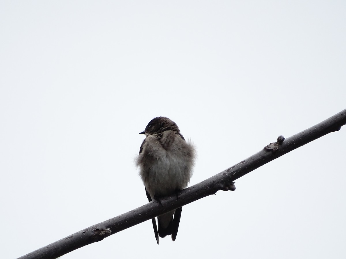 Northern Rough-winged Swallow - ML618280375