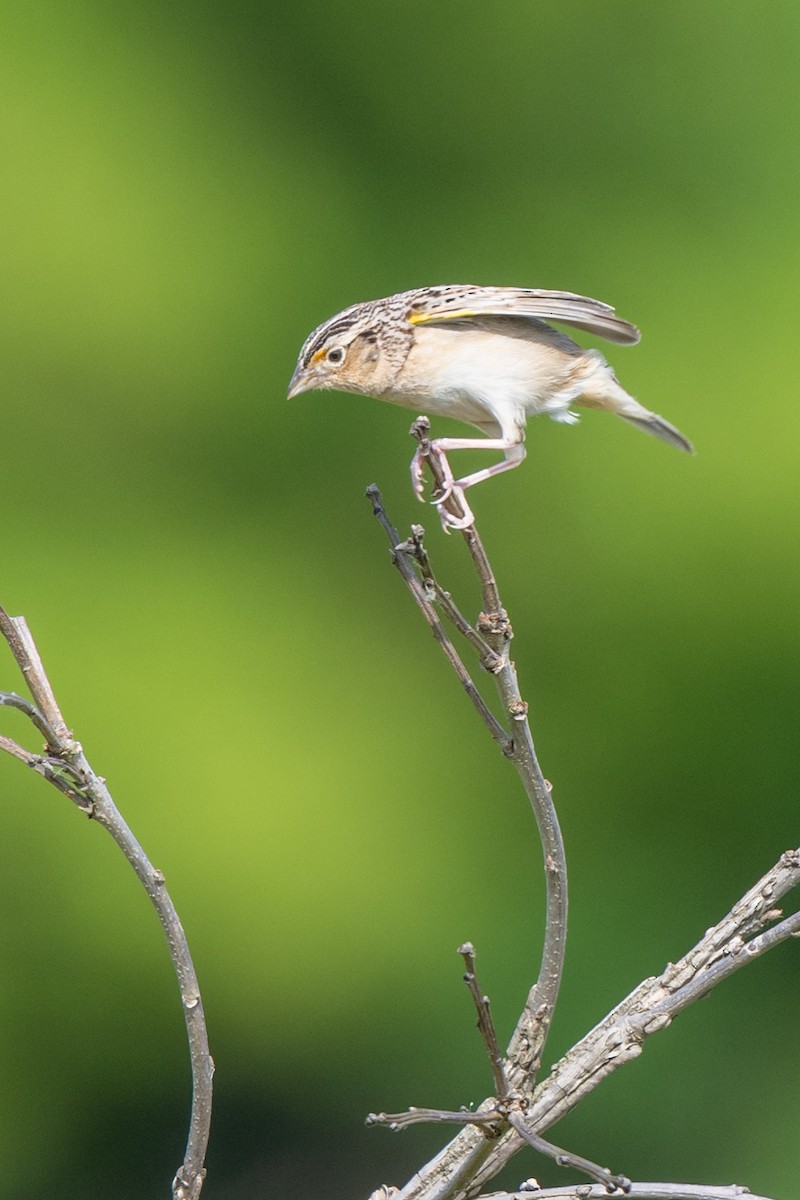 Grasshopper Sparrow - Nadine Bluemel