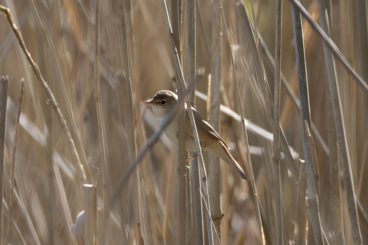 Common Reed Warbler - Joe Downing