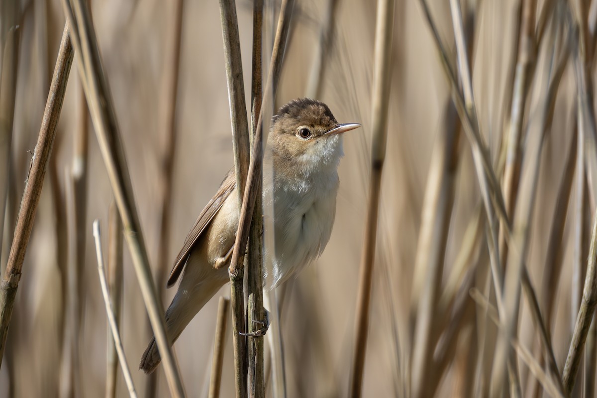 Common Reed Warbler - ML618280396