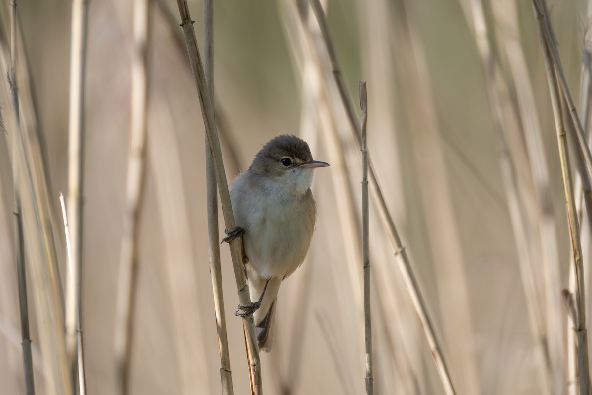 Common Reed Warbler - ML618280398