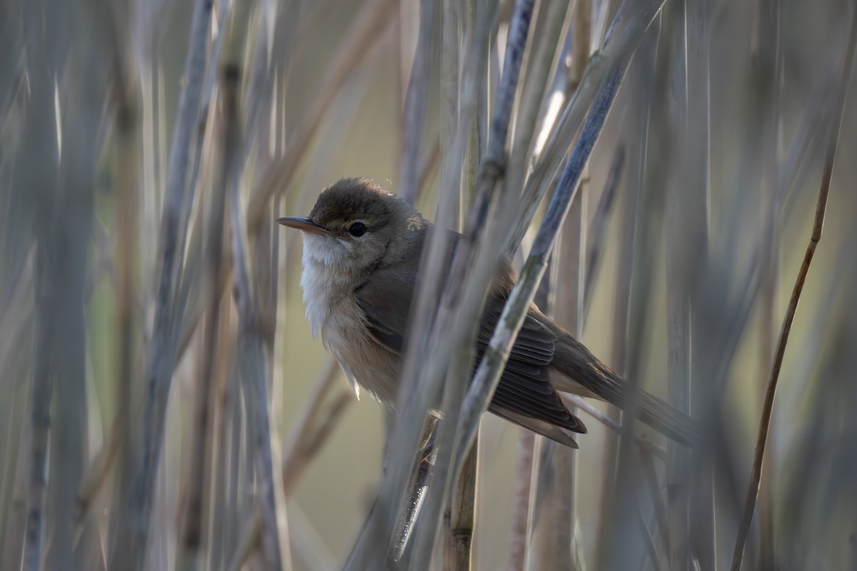 Common Reed Warbler - ML618280399