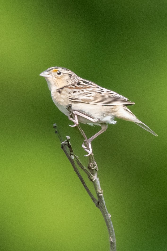 Grasshopper Sparrow - Nadine Bluemel