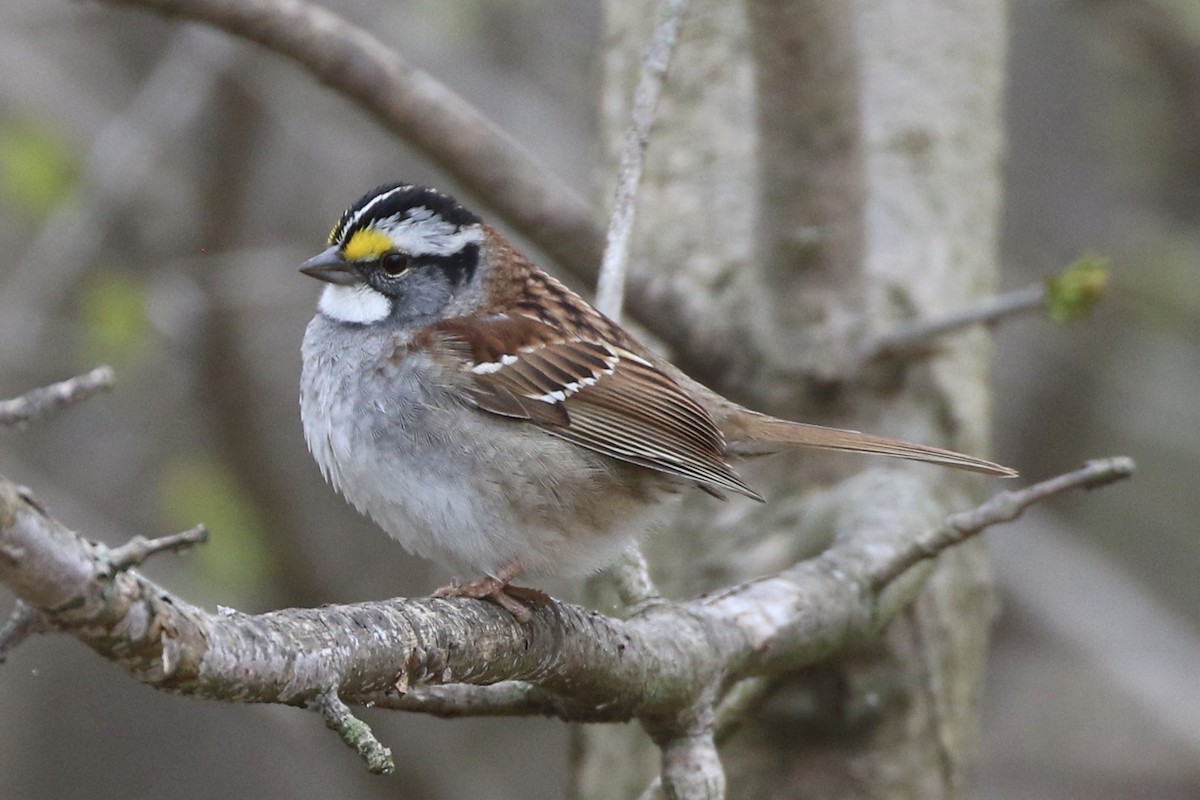 White-throated Sparrow - Gord Watts