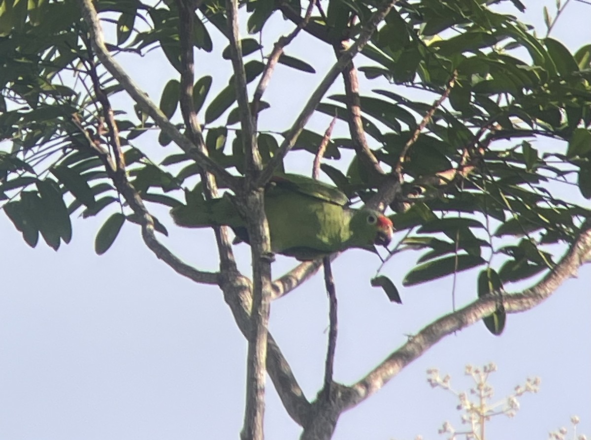 Red-lored Parrot - ML618280478