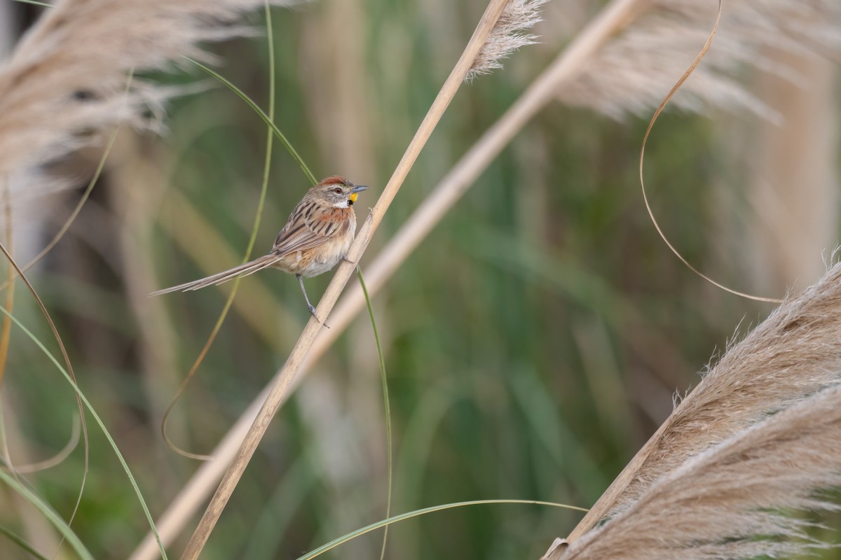 Chotoy Spinetail - ML618280507