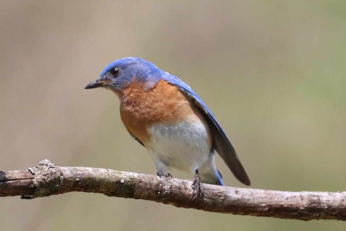 Eastern Bluebird - Subodh Ghonge