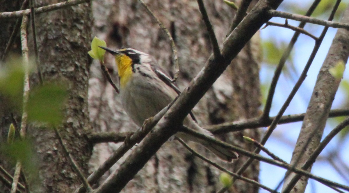 Yellow-throated Warbler - Beverly Dant