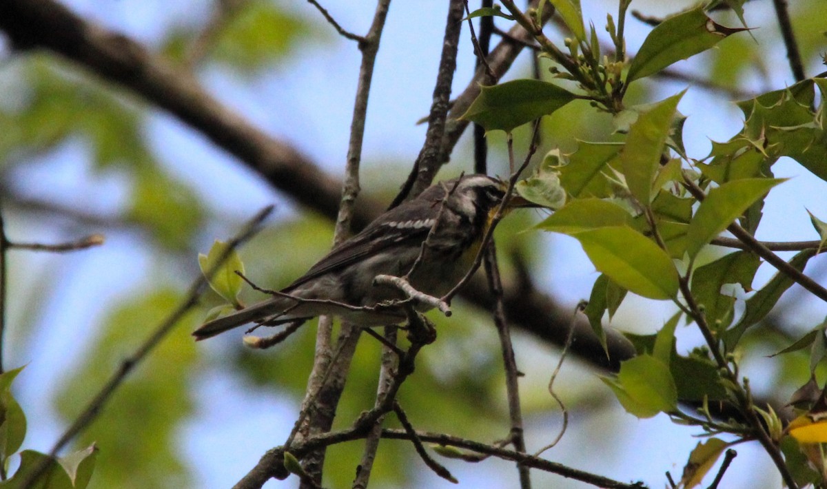 Yellow-throated Warbler - Beverly Dant