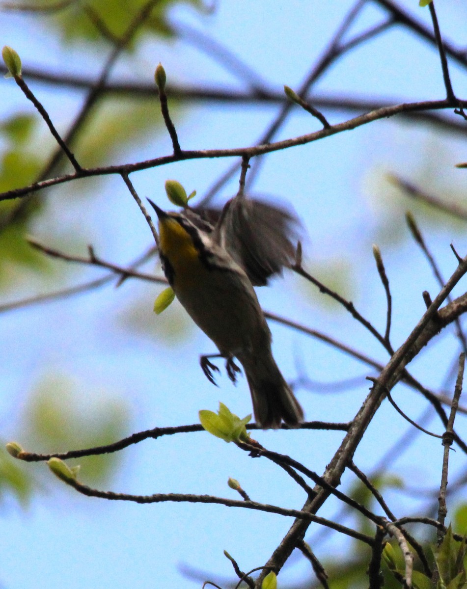 Yellow-throated Warbler - ML618280538