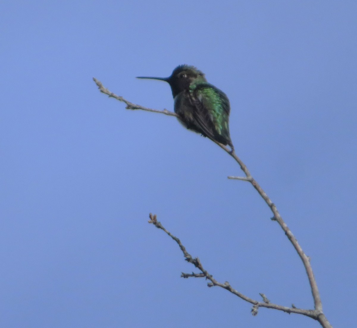 Anna's Hummingbird - Claire Weiser