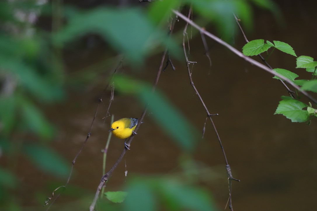 Prothonotary Warbler - ML618280557