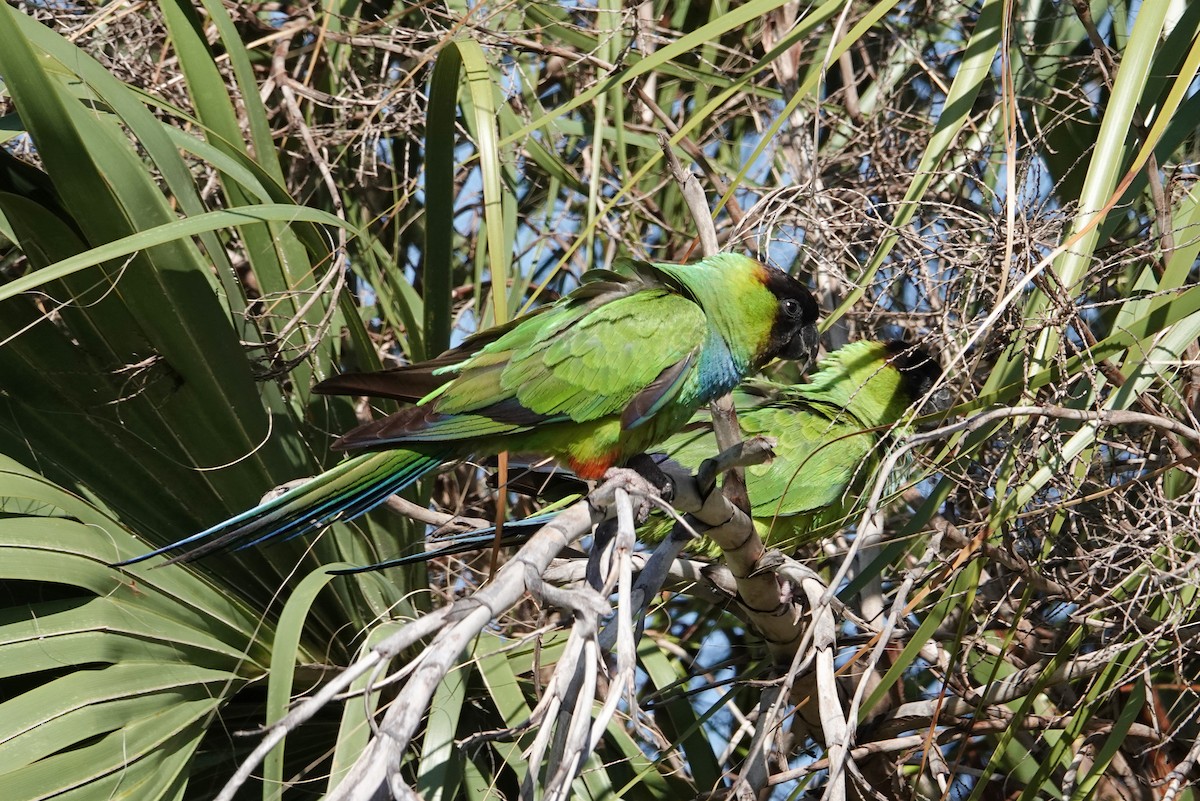 Nanday Parakeet - Michon Floreani