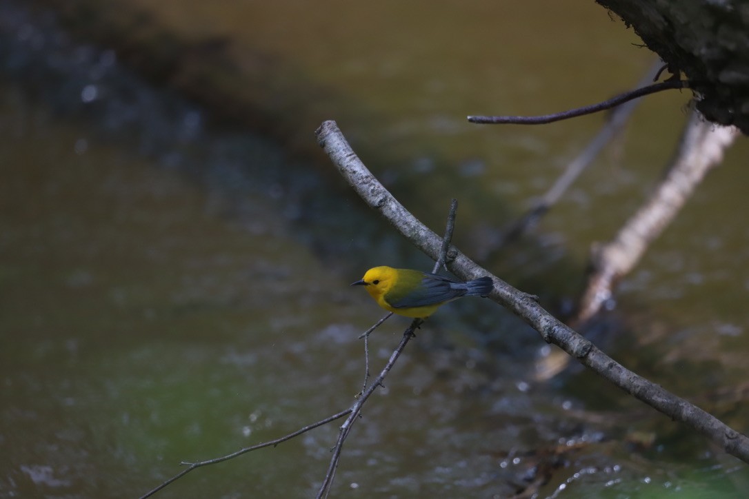 Prothonotary Warbler - Jason Terry